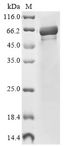 Recombinant Mouse Nicotinamide phosphoribosyltransferase(Nampt)