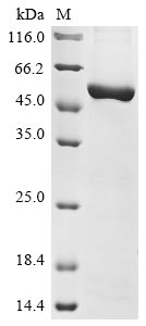Recombinant Mouse Nicotinamide phosphoribosyltransferase(Nampt)