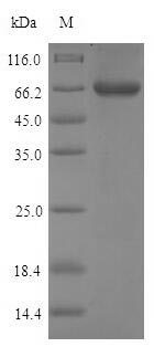 Recombinant Mouse Pancreatic triacylglycerol lipase(Pnlip)