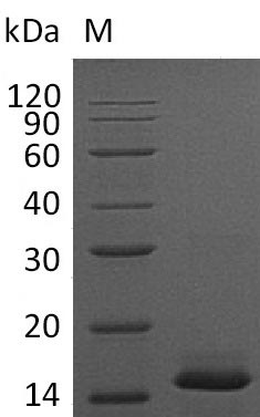 Recombinant Mouse Platelet-derived growth factor subunit B(Pdgfb) (Active)