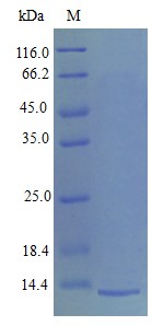 Recombinant Mouse Platelet factor 4 protein(Pf4) (Active)