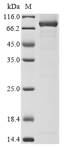 Recombinant Mouse Procollagen-lysine,2-oxoglutarate 5-dioxygenase 2(Plod2)