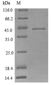 Recombinant Mouse Protein CYR61(Cyr61)