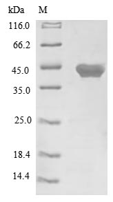 Recombinant Mouse Protein Wnt-3a(Wnt3a)