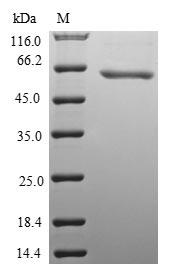 Recombinant Mouse Protein Wnt-8b(Wnt8b)
