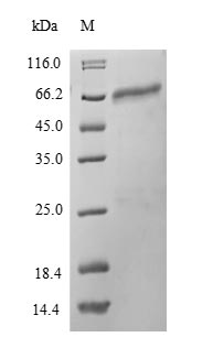 Recombinant Mouse Protein disulfide-isomerase A2(Pdia2)