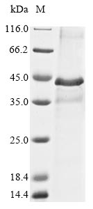 Recombinant Mouse Proto-oncogene Wnt-1(Wnt1)