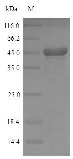 Recombinant Mouse Pyridoxal phosphate phosphatase(Pdxp)
