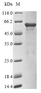 Recombinant Mouse RNA binding protein fox-1 homolog 3 (Rbfox3)