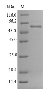 Recombinant Mouse Renalase(Rnls)