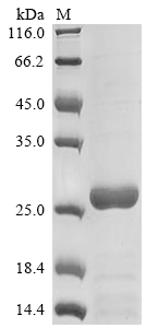 Recombinant Mouse Secretoglobin family 1C member 1(Scgb1c1)