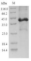 Recombinant Mouse Secretoglobin family 3A member 2(Scgb3a2)