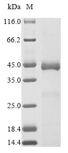 Recombinant Mouse Serine protease HTRA1(Htra1),partial