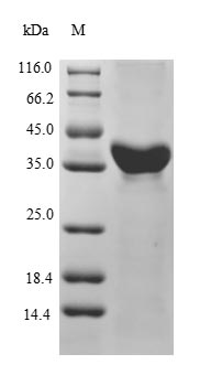 Recombinant Mouse Serum paraoxonase/arylesterase 1(Pon1)