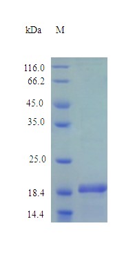 Recombinant Mouse Sonic hedgehog protein(Shh),partial (Active)