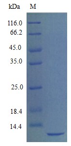 Recombinant Mouse Stromal cell-derived factor 1 protein(Cxcl12) (Active)