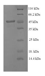 Recombinant Mouse Stromelysin-1(Mmp3)