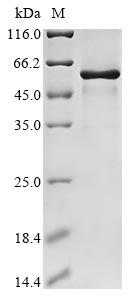 Recombinant Mouse Testican-2(Spock2)