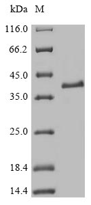 Recombinant Mouse Transcription factor MafK(Mafk)