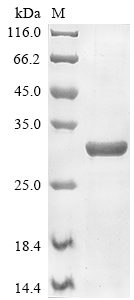 Recombinant Mouse Transcriptional enhancer factor TEF-3(Tead4),partial