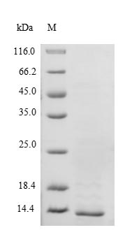 Recombinant Mouse Transthyretin(Ttr),partial