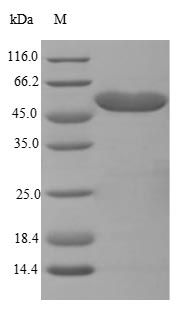 Recombinant Mouse Trifunctional enzyme subunit beta, mitochondrial(Hadhb)