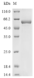 Recombinant Mouse Tripartite motif-containing protein 72(Trim72)