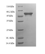 Recombinant Mouse Tryptase beta-2(Tpsb2)