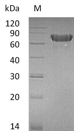 Recombinant Mouse Tumor necrosis factor receptor superfamily member 4(Tnfrsf4),partial (Active)
