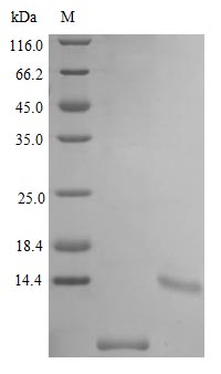 Recombinant Mouse Uteroglobin protein(Scgb1a1) (Active)