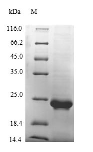 Recombinant Mouse von Willebrand factor(Vwf),partial