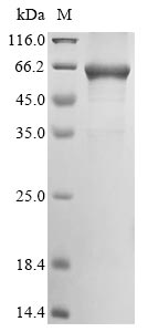 Recombinant Mycobacterium smegmatis 3-oxosteroid 1-dehydrogenase(ksdD)