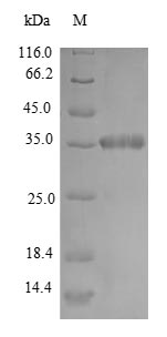 Recombinant Mycobacterium smegmatis DNA protection during starvation protein(dps)