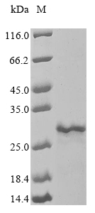 Recombinant Mycobacterium smegmatis Porin MspA(mspA)