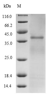 Recombinant Mycobacterium tuberculosis Diacylglycerol acyltransferase/mycolyltransferase Ag85B(fbpB)