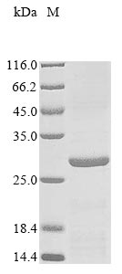 Recombinant Mycobacterium tuberculosis PP2C-family Ser/Thr phosphatase(pstP),partial