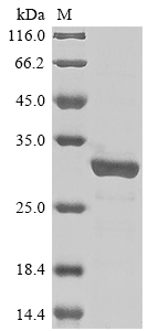 Recombinant Mycobacterium tuberculosis PP2C-family Ser/Thr phosphatase(pstP),partial