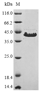Recombinant Mycoplasma pneumoniae Cytadherence high molecular weight protein 3(hmw3),partial