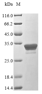 Recombinant Mycoplasma pneumoniae Mgp-operon protein 3(MPN_142),partial