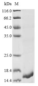 Recombinant Naja atra Cytotoxin 2