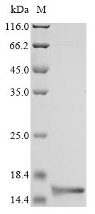 Recombinant Neisseria meningitidis serogroup B DNA-binding protein HU-beta(hupB)