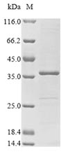 Recombinant Neosartorya fumigata Ribonuclease mitogillin(mitF)