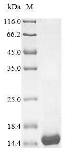 Recombinant Nostoc ellipsosporum Cyanovirin-N