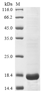 Recombinant Olea europaea Pollen allergen Ole e 7,partial