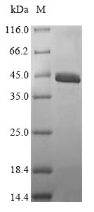 Recombinant Penaeus sp. Sarcoplasmic calcium-binding protein, alpha-B and -A chains