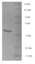 Recombinant Pig Beta-nerve growth factor(NGF)