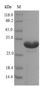 Recombinant Pig Erythropoietin(EPO)