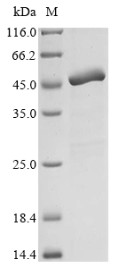 Recombinant Pig Leukocyte elastase inhibitor(SERPINB1)