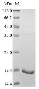Recombinant Podisus maculiventris Thanatin