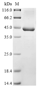 Recombinant Porphyromonas gingivalis Major fimbrium subunit FimA type-1(fimA)